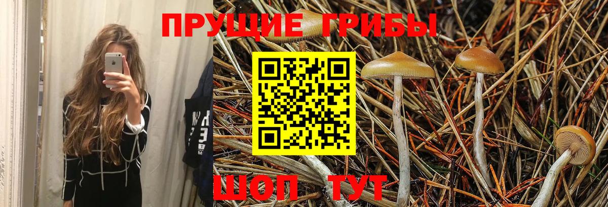Галлюциногенные грибы Psilocybine cubensis  Вход с VPN  Псилоцибиновые грибы ЛСД  купить   Кировск 
